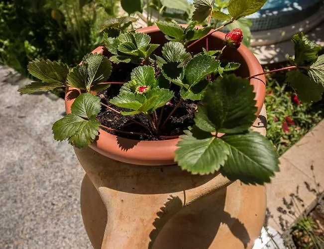 Dora Lejlighed Medulin